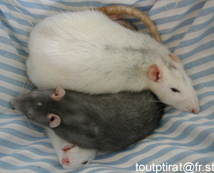 chti lemhanna 3a filfiran