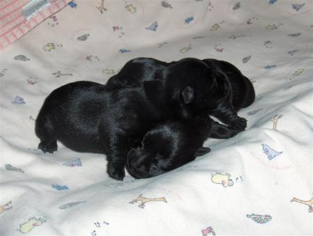 nini ya momo taytib 3chana wila ma tab 3chana etib 3cha giranna