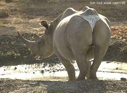 wili mgarsen      3amda hsen